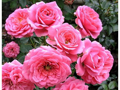 Rosa 