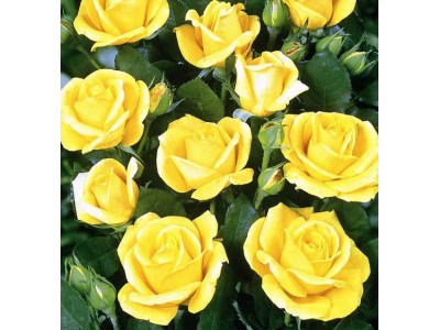 Rosa 