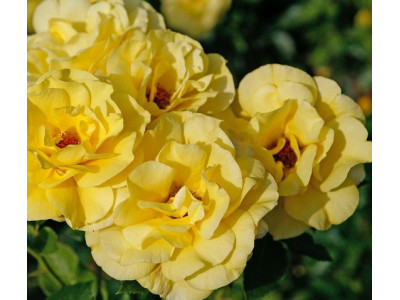 Rosa 
