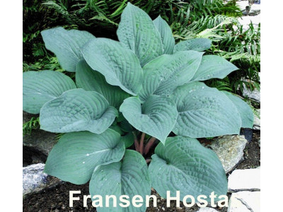 Hosta 