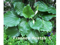Hosta 