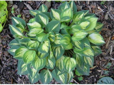 Hosta 