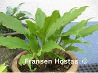 Hosta 