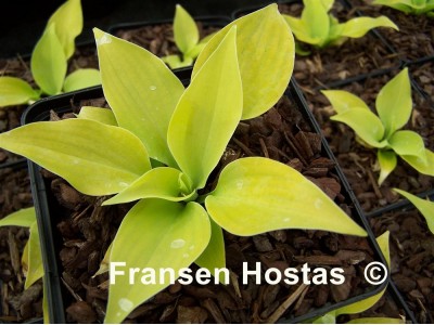 Hosta 