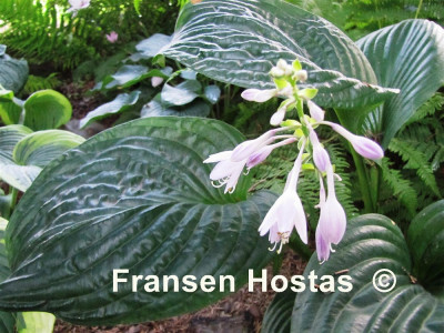 Hosta 