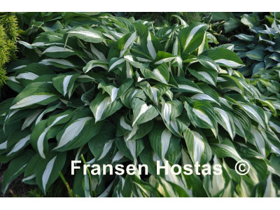 Hosta 