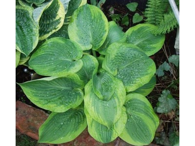 Hosta 