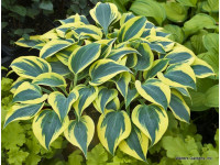 Hosta Hosta