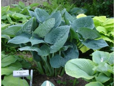 Hosta 