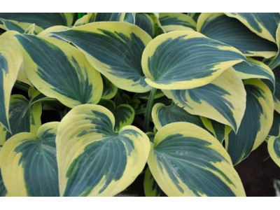 Hosta 
