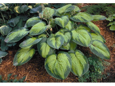 Hosta 
