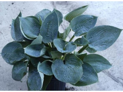 Hosta 