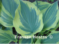Hosta 