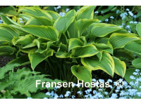 Hosta 