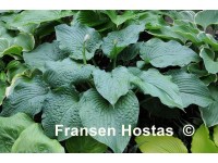 Hosta Hosta