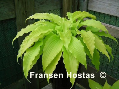 Hosta 
