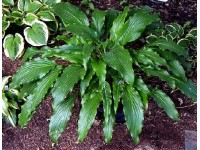 Hosta 