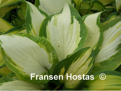 Hosta 