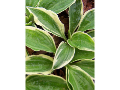 Hosta Hosta