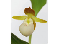 Cypripedium californicum