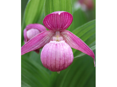 Cypripedium macranthos