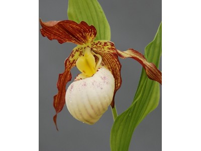 Cypripedium гибрид 