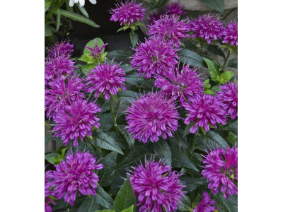 Монарда 
