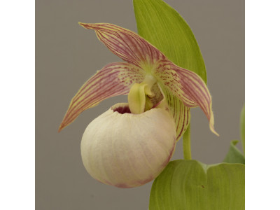 Cypripedium гибрид 