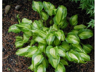 Hosta 