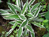 Hosta 