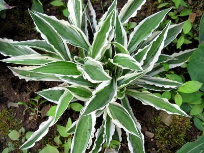 Hosta 