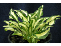 Hosta 