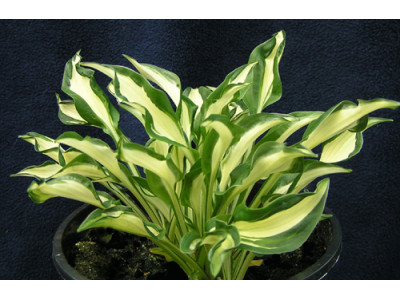 Hosta 