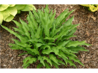 Hosta 