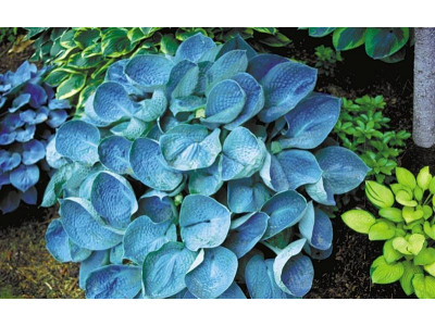 Hosta 