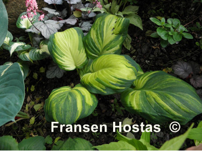 Hosta 