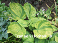 Hosta 