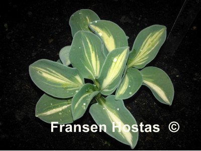 Hosta Hosta