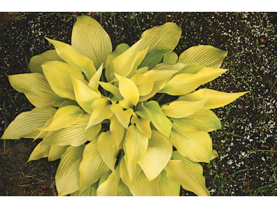 Hosta Hosta