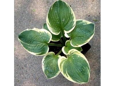 Hosta Hosta