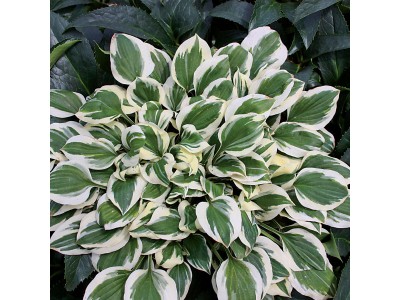 Hosta 
