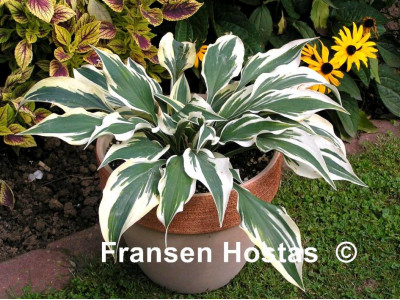 Hosta 