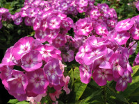 Флокс 