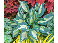 Hosta 