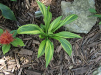 Hosta 