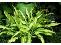 Hosta 