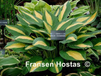 Hosta 