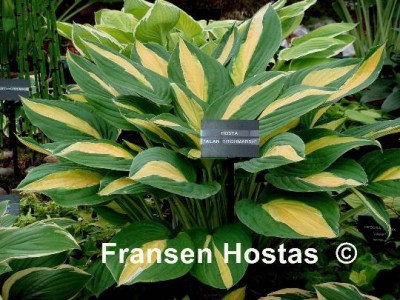 Hosta 