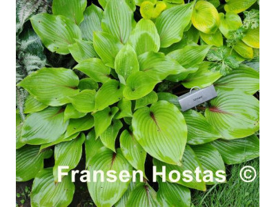 Hosta 