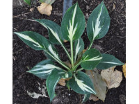 Hosta 